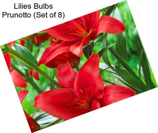 Lilies Bulbs Prunotto (Set of 8)