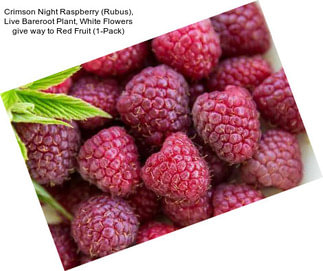 Crimson Night Raspberry (Rubus), Live Bareroot Plant, White Flowers give way to Red Fruit (1-Pack)