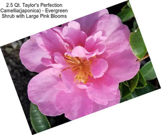2.5 Qt. Taylor\'s Perfection Camellia(japonica) - Evergreen Shrub with Large Pink Blooms