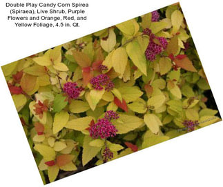 Double Play Candy Corn Spirea (Spiraea), Live Shrub, Purple Flowers and Orange, Red, and Yellow Foliage, 4.5 in. Qt.