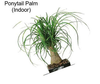 Ponytail Palm (Indoor)