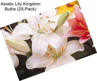 Asiatic Lily Kingdom Bulbs (25-Pack)