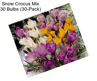 Snow Crocus Mix 30 Bulbs (30-Pack)