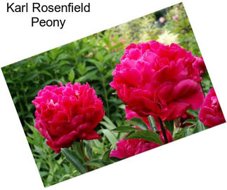 Karl Rosenfield Peony