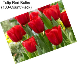 Tulip Red Bulbs (100-Count/Pack)