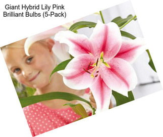 Giant Hybrid Lily Pink Brilliant Bulbs (5-Pack)