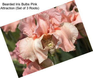 Bearded Iris Bulbs Pink Attraction (Set of 3 Roots)