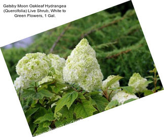 Gatsby Moon Oakleaf Hydrangea (Quercifolia) Live Shrub, White to Green Flowers, 1 Gal.