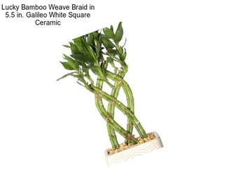 Lucky Bamboo Weave Braid in 5.5 in. Galileo White Square Ceramic