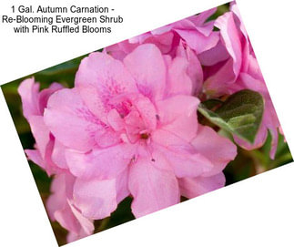 1 Gal. Autumn Carnation - Re-Blooming Evergreen Shrub with Pink Ruffled Blooms