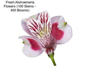 Fresh Alstroemeria Flowers (100 Stems - 400 Blooms)