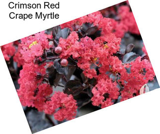 Crimson Red Crape Myrtle