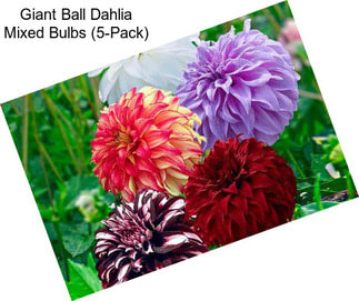 Giant Ball Dahlia Mixed Bulbs (5-Pack)