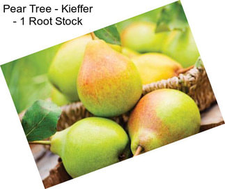 Pear Tree - Kieffer - 1 Root Stock