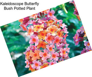 Kaleidoscope Butterfly Bush Potted Plant