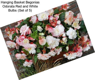 Hanging Basket Begonias Odorata Red and White Bulbs (Set of 5)