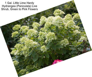 1 Gal. Little Lime Hardy Hydrangea (Paniculata) Live Shrub, Green to Pink Flowers