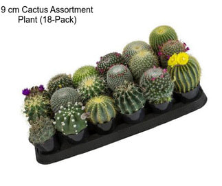 9 cm Cactus Assortment Plant (18-Pack)