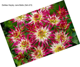 Dahlias Hayley Jane Bulbs (Set of 5)