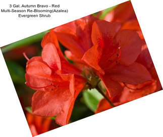 3 Gal. Autumn Bravo - Red Multi-Season Re-Blooming(Azalea) Evergreen Shrub