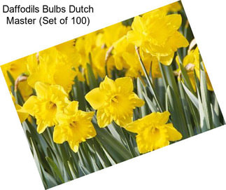 Daffodils Bulbs Dutch Master (Set of 100)