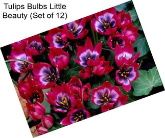 Tulips Bulbs Little Beauty (Set of 12)