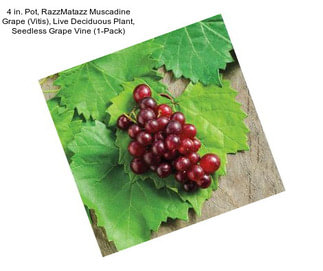 4 in. Pot, RazzMatazz Muscadine Grape (Vitis), Live Deciduous Plant, Seedless Grape Vine (1-Pack)