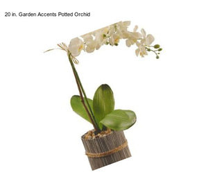 20 in. Garden Accents Potted Orchid