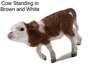 Cow Standing in Brown and White