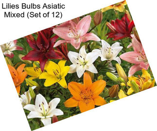 Lilies Bulbs Asiatic Mixed (Set of 12)