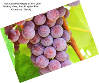 1  Gal. Catawba Grape (Vitis), Live Fruiting Vine, Red/Purplish Fruit Clusters (1-Pack)