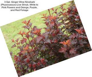 3 Gal. Ginger Wine Ninebark (Physocarpus) Live Shrub, White to Pink Flowers and Orange, Purple, and Red Foliage