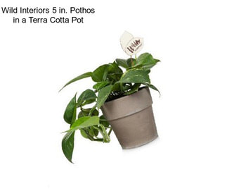 Wild Interiors 5 in. Pothos in a Terra Cotta Pot