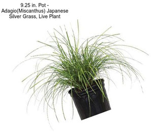 9.25 in. Pot - Adagio(Miscanthus) Japanese Silver Grass, Live Plant