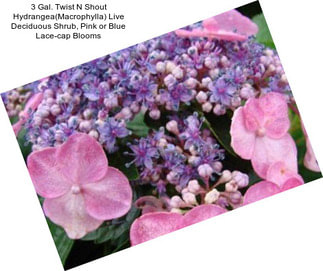 3 Gal. Twist N Shout Hydrangea(Macrophylla) Live Deciduous Shrub, Pink or Blue Lace-cap Blooms