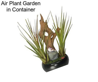 Air Plant Garden in Container