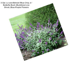 3 Gal. Lo and Behold \'Blue Chip Jr.\' Butterfly Bush (Buddleia) Live Shrub, Blue-Purple Flowers