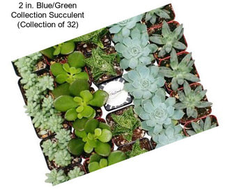 2 in. Blue/Green Collection Succulent (Collection of 32)