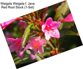 Weigela Weigela f. Java Red Root Stock (1-Set)