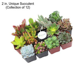 2 in. Unique Succulent (Collection of 12)
