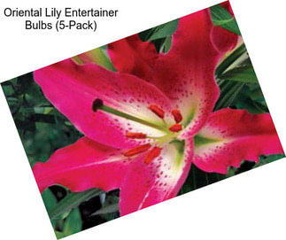 Oriental Lily Entertainer Bulbs (5-Pack)