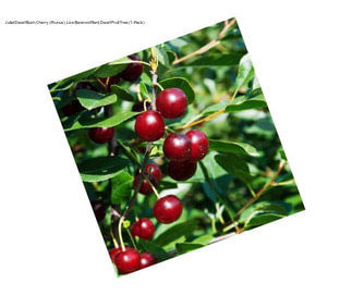 Juliet Dwarf Bush Cherry (Prunus), Live Bareroot Plant, Dwarf Fruit Tree (1-Pack)