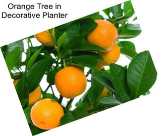 Orange Tree in Decorative Planter