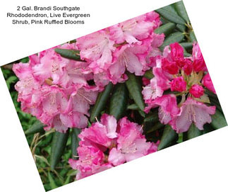 2 Gal. Brandi Southgate Rhododendron, Live Evergreen Shrub, Pink Ruffled Blooms