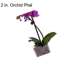 2 in. Orchid Phal