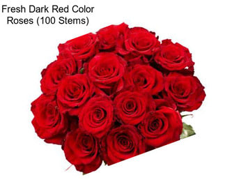 Fresh Dark Red Color Roses (100 Stems)