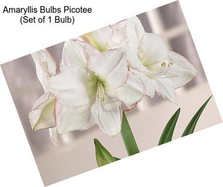 Amaryllis Bulbs Picotee (Set of 1 Bulb)