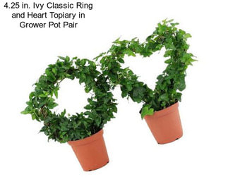 4.25 in. Ivy Classic Ring and Heart Topiary in Grower Pot Pair