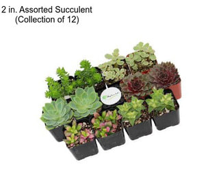 2 in. Assorted Succulent (Collection of 12)