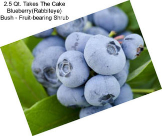 2.5 Qt. Takes The Cake Blueberry(Rabbiteye) Bush - Fruit-bearing Shrub